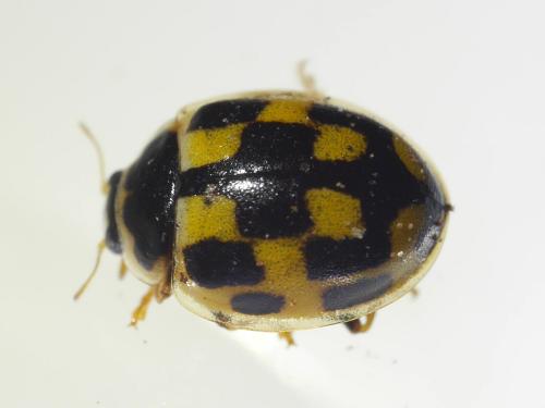 Réf. 331 747 : Propylea quatuordecimpunctata
